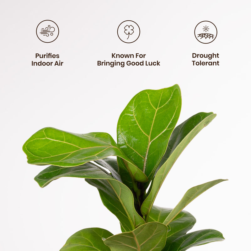 Kyari Fiddle Fig Plant With Metal Self Watering Pot - Black media 3