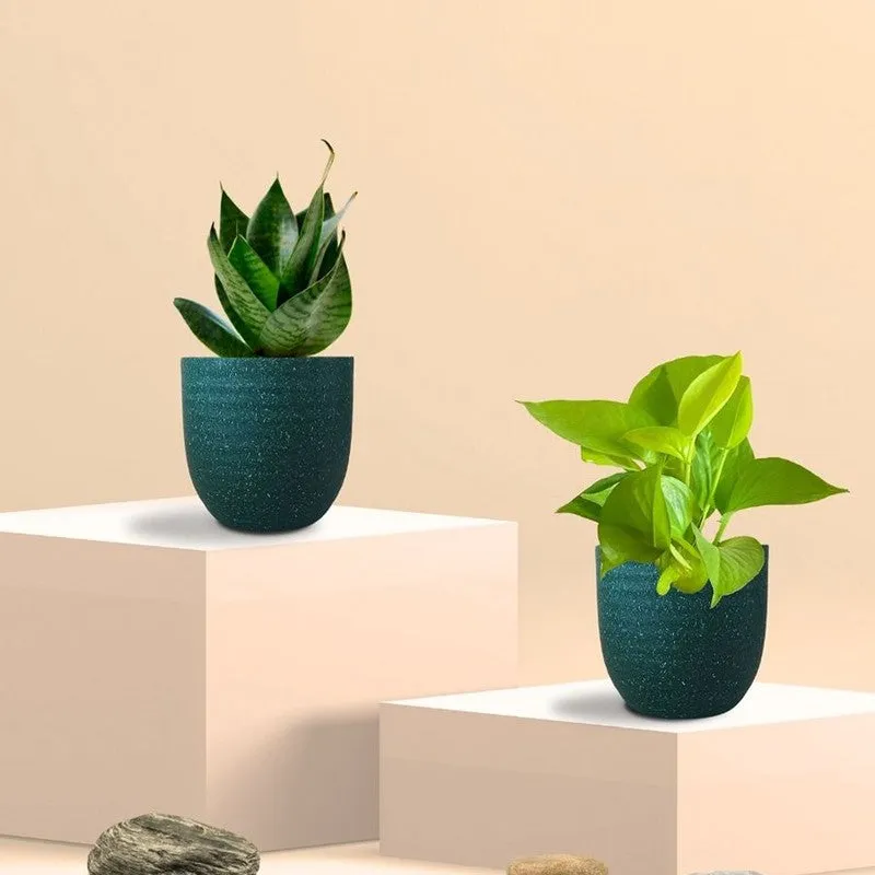 Greenkin Money Plant Golden & Snake Live Plants (Green) - Set Of Two media 3