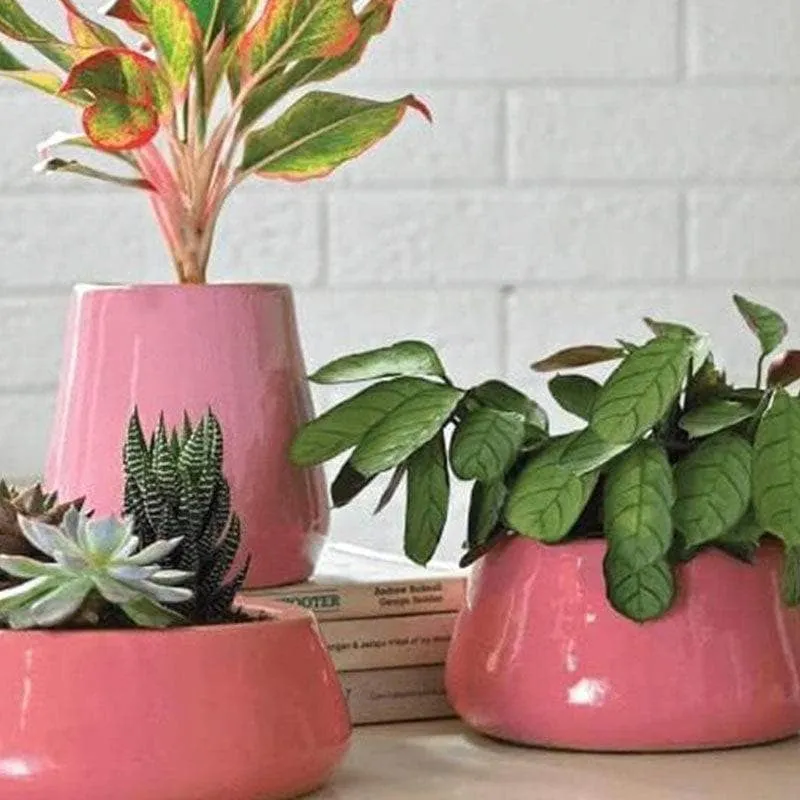 Ugaoo Tulip Fantasy Ceramic Planter (Magenta) - Set Of Three media 4