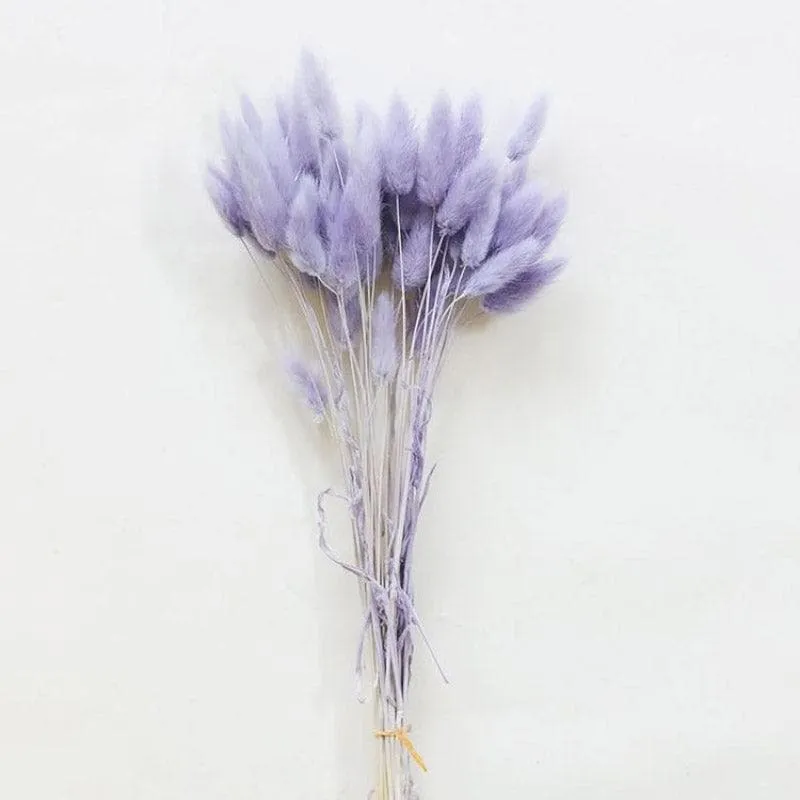 Naturally Dried Bunny Tail Stems (Lilac) - Set Of Fifty media 1