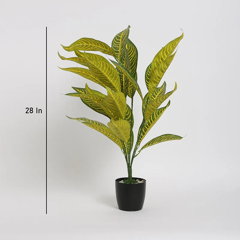 Faux Gold Dust Croton Plant With Black Plastic Pot - 2.2 Feet media 5