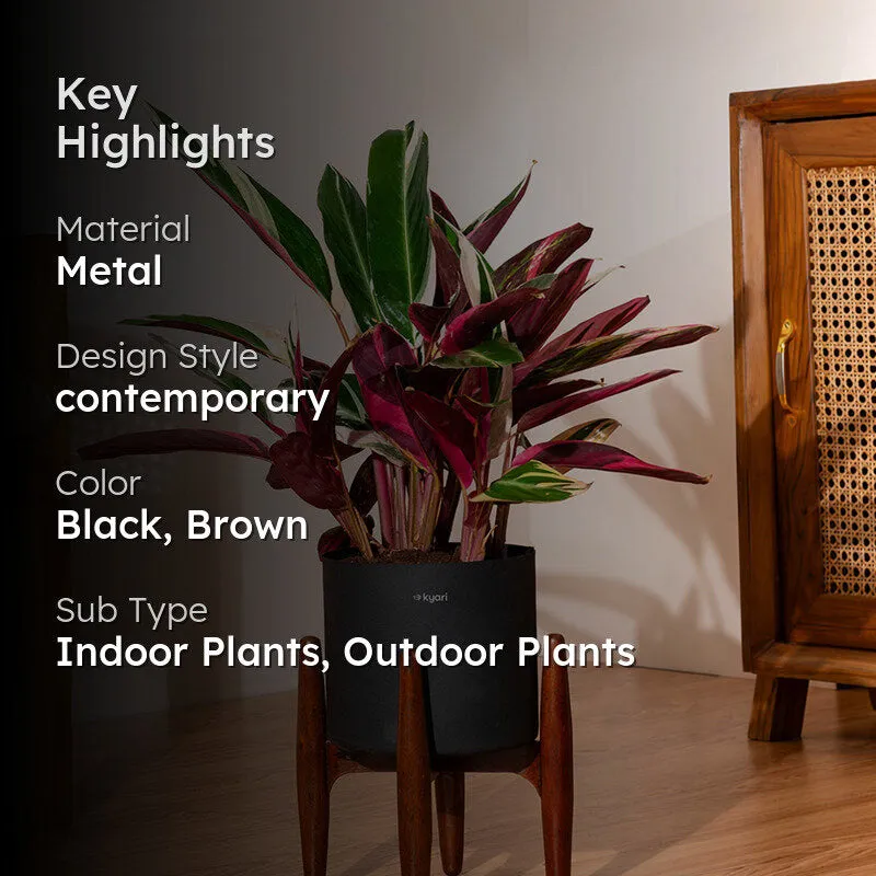 Kyari Calathea Plant With Metal Self Watering Pot (Black) - 2 Feet media 2