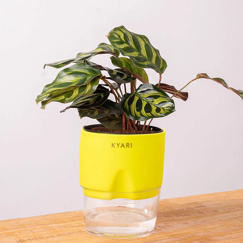 Kyari Peacock Plant With Self Watering Pot (Yellow) - 18 cm media 6