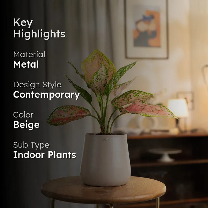 Kyari Aglaonema Pink Valentine Plant With Metal Self Watering Pot - Beige media 2
