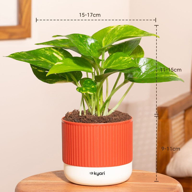 Kyari Variegated Money Plant with Self Watering Pot media 7