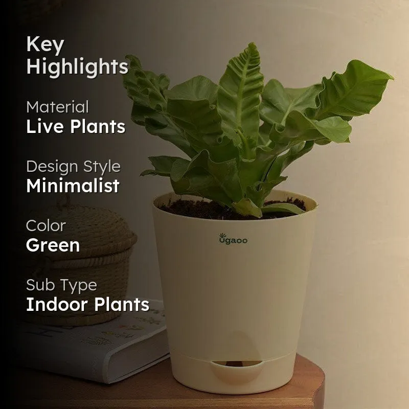 Ugaoo Cobra Fern Natural Live Indoor Plant - Medium media 2