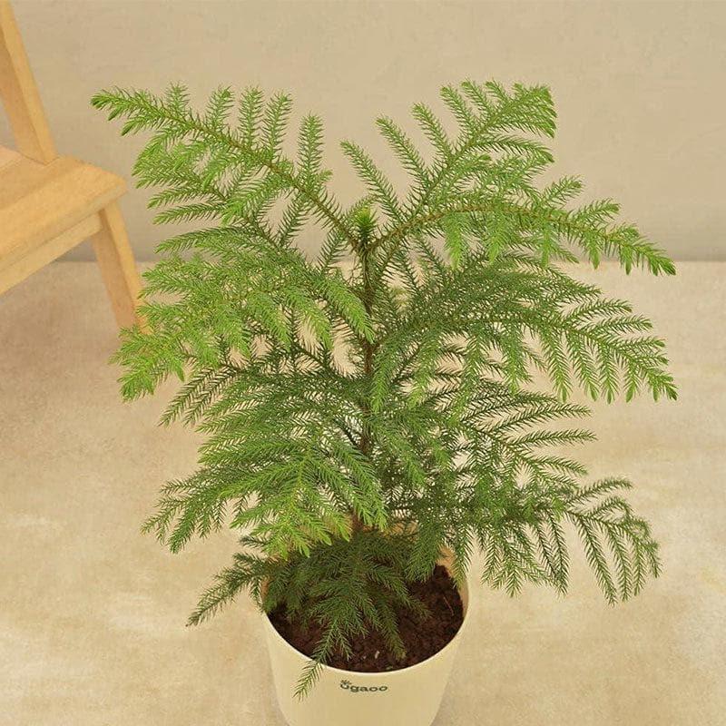 Ugaoo Indian Christmas Tree Indoor Live Plant - Large media 4