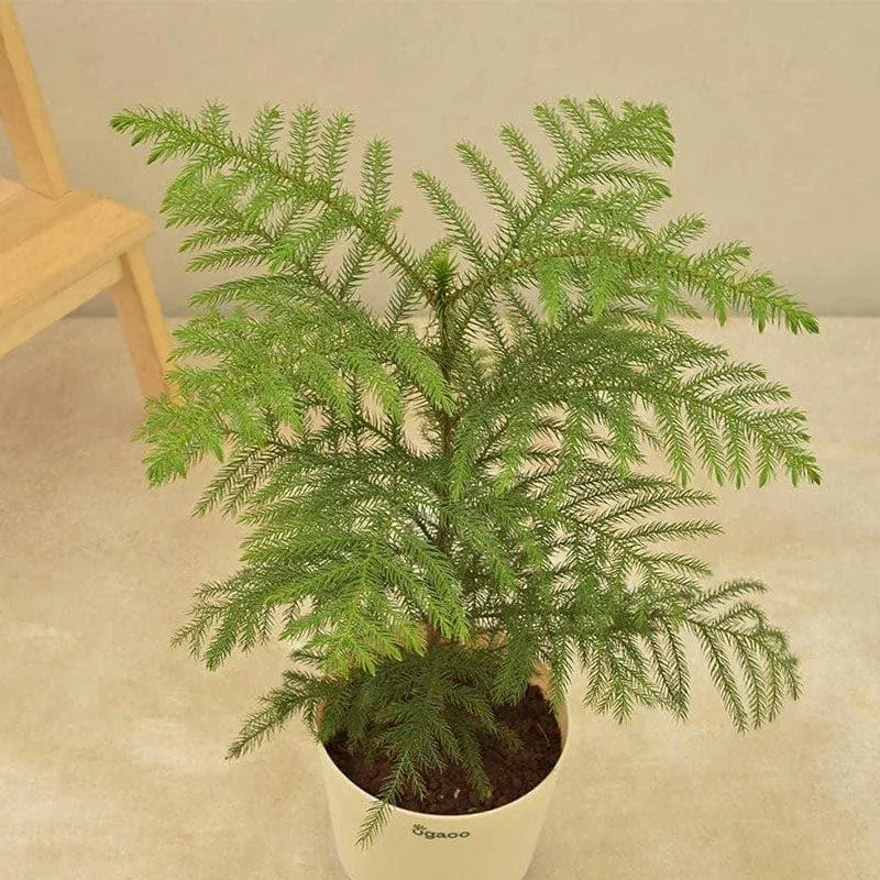 Ugaoo Indian Christmas Tree Indoor Live Plant - Large media 4