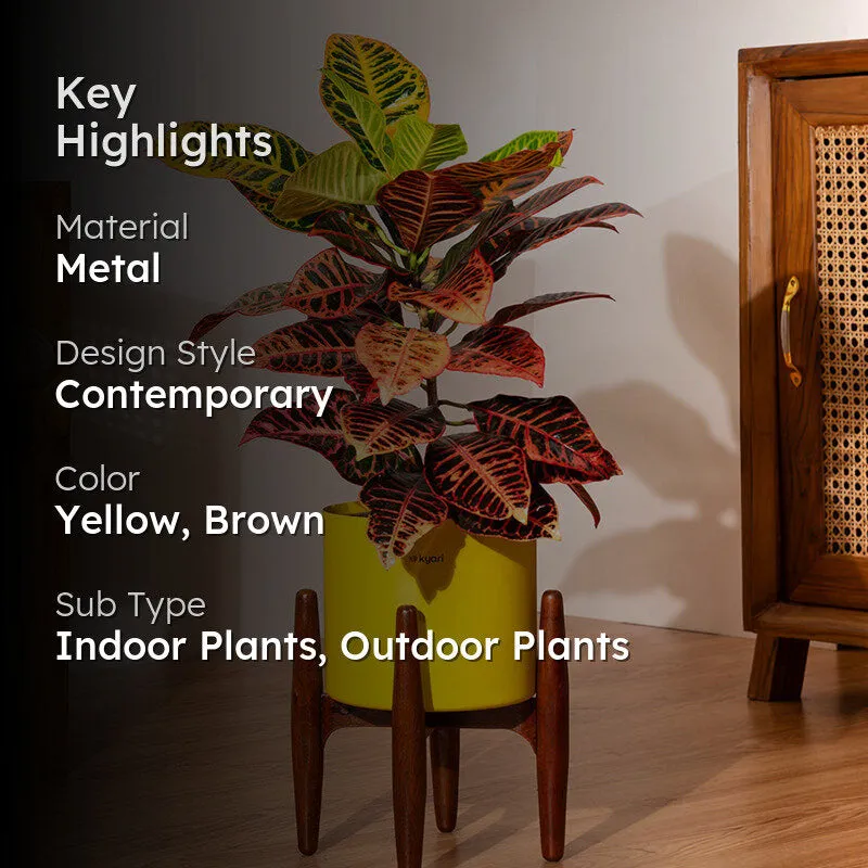 Kyari Croton Plant With Metal Self Watering Pot (Yellow) - 2 Feet media 2