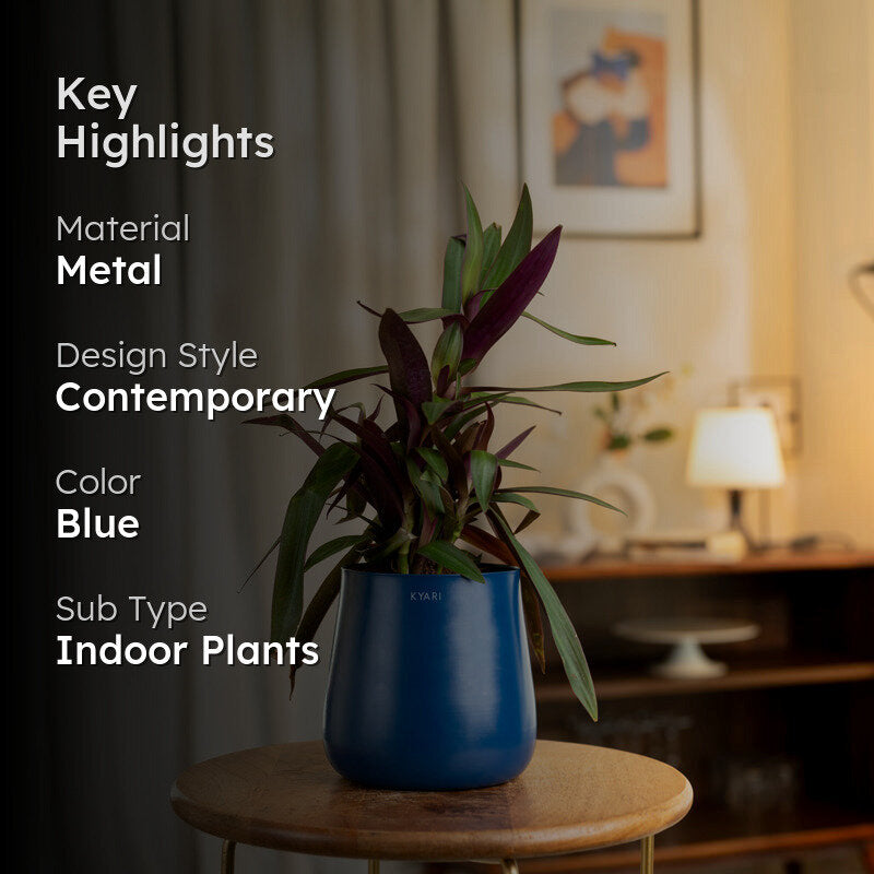 Kyari Oyster Plant With Metal Self Watering Pot - Blue media 2