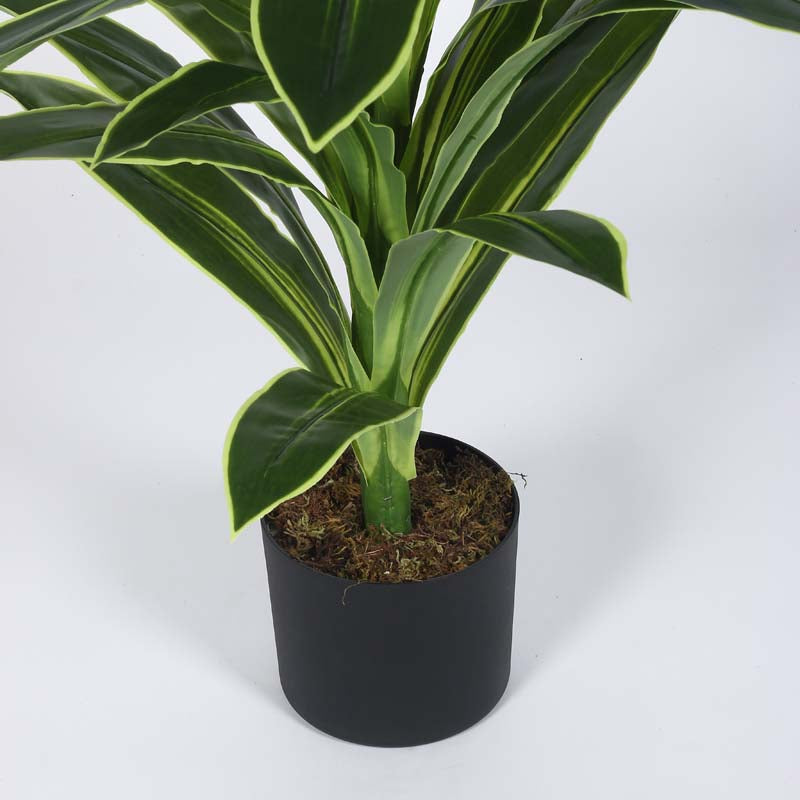 Faux Lush Dracaena Reflexa Plant With Black Plastic Pot -  4 Feet media 6