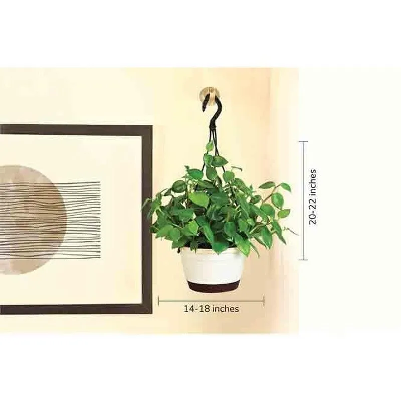 Ugaoo Peperomia Green Creeper with Hanging Planter media 8
