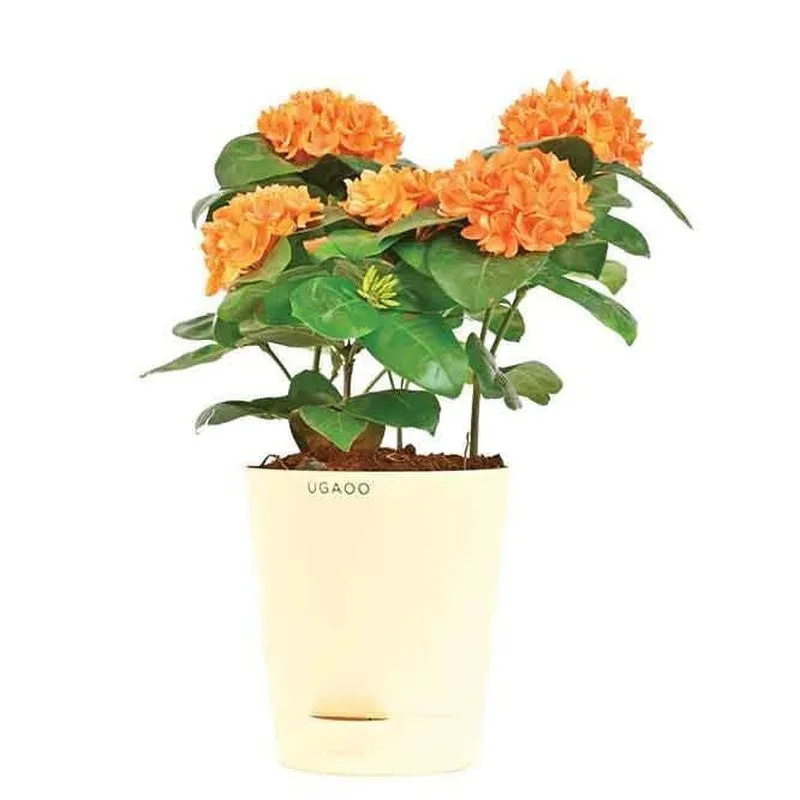 Ugaoo Ixora (Rugmini) Plant - Orange media 1