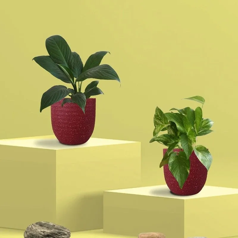Greenkin Lily & Gold King Live Plants (Red) - Set Of Two media 3