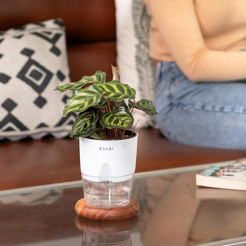 Kyari Peacock Plant With Self Watering Pot - White media 5