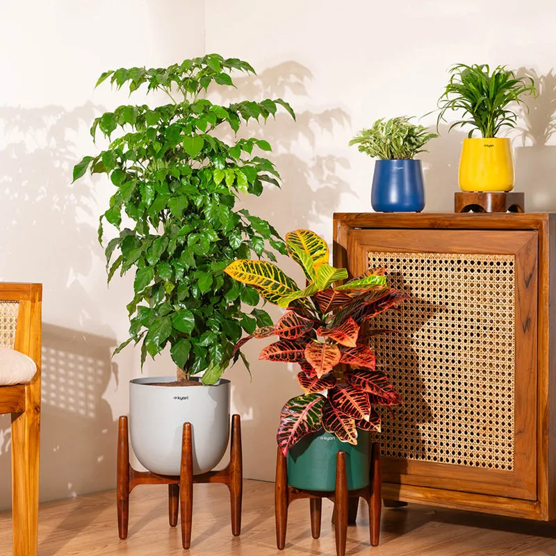 Kyari Croton Petra Plant With Metal Self Watering Pot (Green) media 4