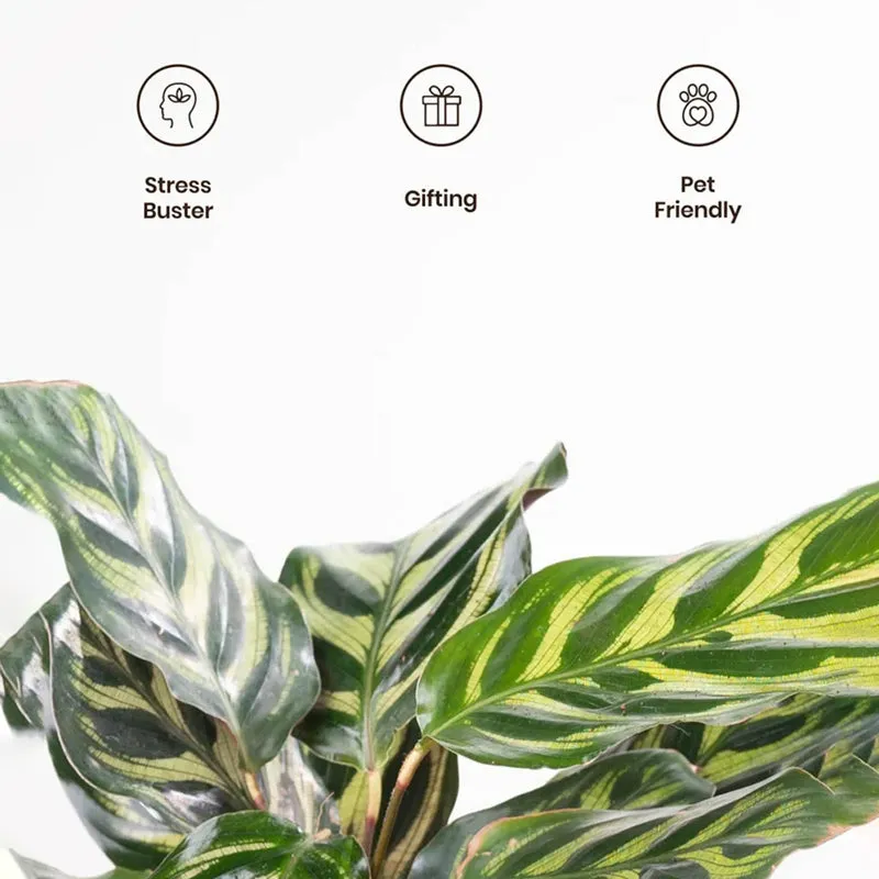 Kyari Peacock Plant With Self Watering Pot - Grey media 4