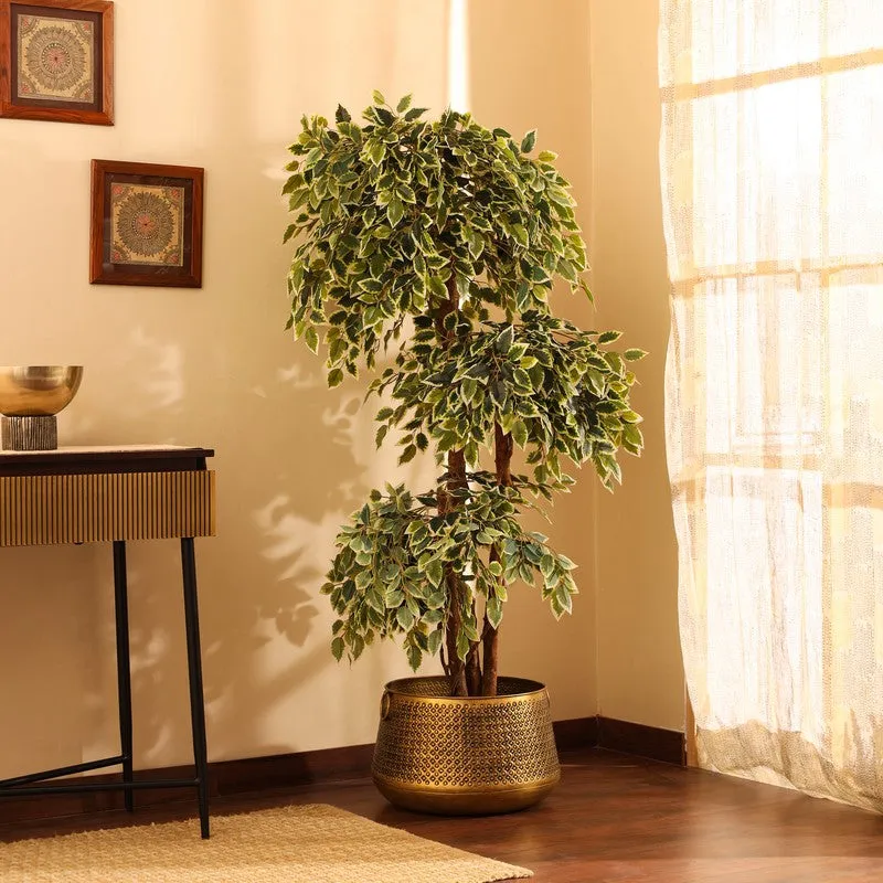 Artificial Variegated Ficus Bonsai With Black Plastic Pot 5.5 ft media 4