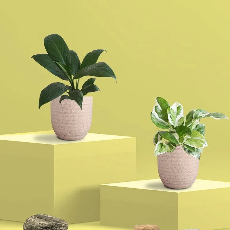 Greenkin Lily & Njoy Live Plants (Ivory) - Set Of Two media 3