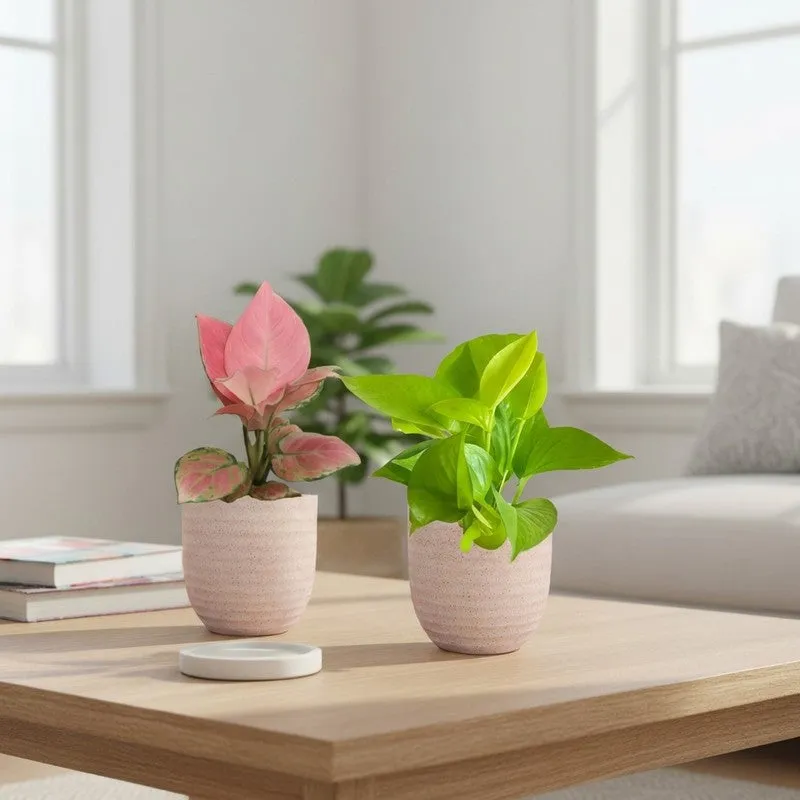 Greenkin Aglaonema Pink & Golden Pothos Live Plants (Ivory) - Set Of Two media 1