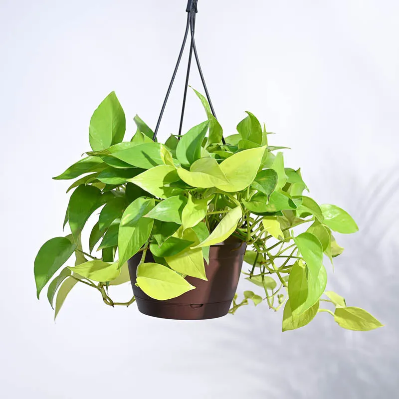 Ugaoo Money Plant Golden With Hanging Pot media 4
