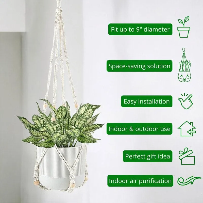 White hanging plant holder displayed with a leafy plant in a bright interior