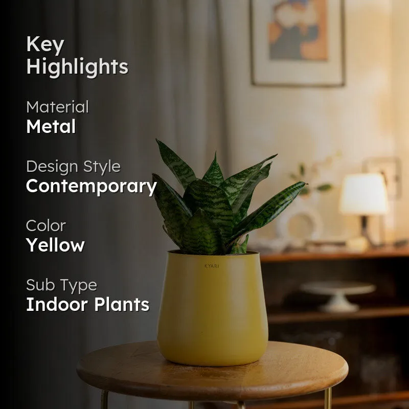 Kyari Snake Plant With Metal Self Watering Pot - Yellow media 2