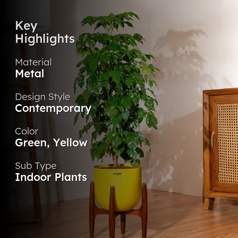 Kyari China Doll Plant With Metal Self Watering Pot (Yellow) - 3 ft media 2