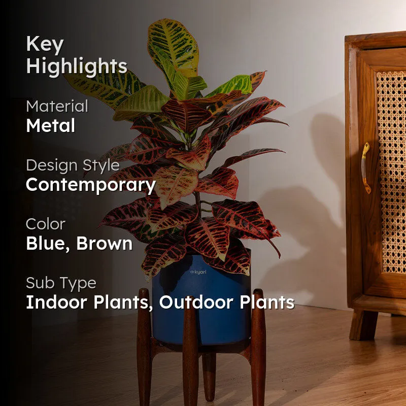 Kyari Croton Petra Plant With Metal Self Watering Pot (Blue) media 2