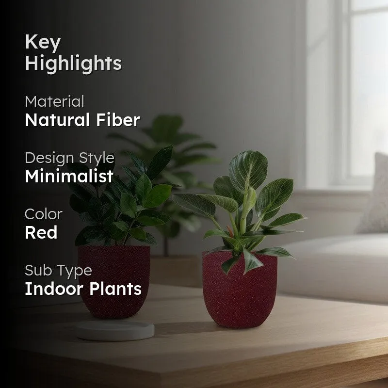 Greenkin ZZ & Birkin Live Plants (Red) - Set Of Two media 2