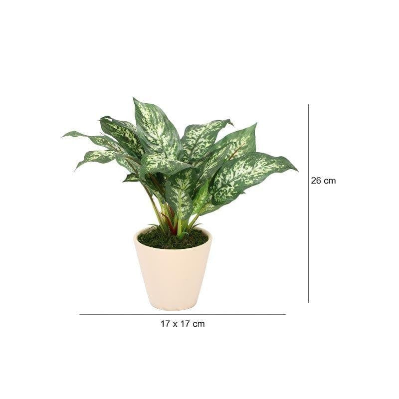 Faux Dieffenbachia Bonsai In Ceramic Pot (26 cms) - Patched Green media 4