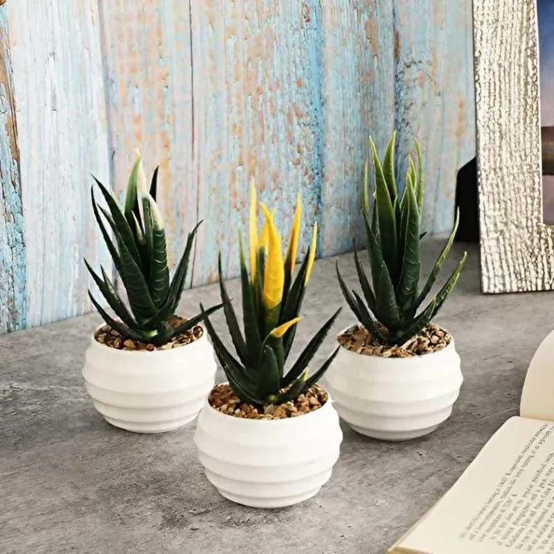 Leda Faux Plant In Borga Pot (13 cms) - Set Of Three media 1