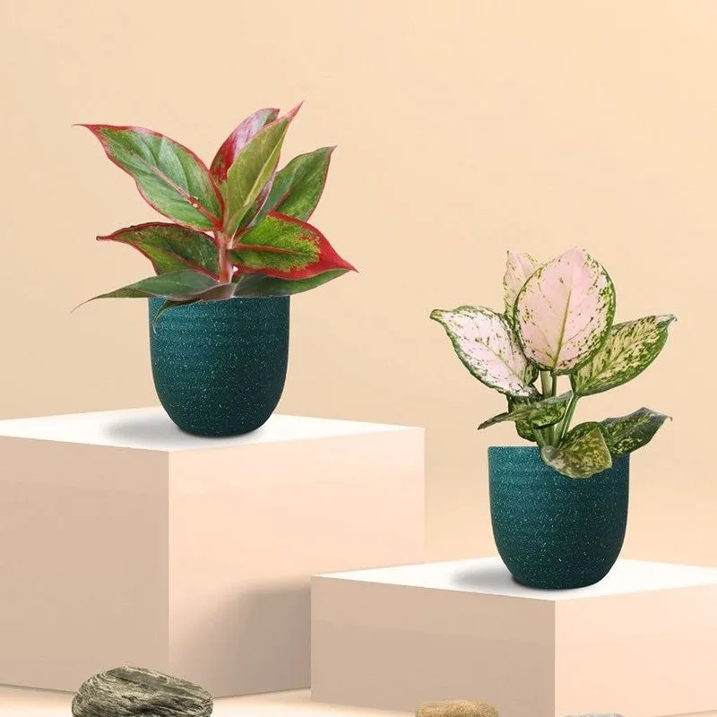 Greenkin Aglaonema Wishes & Lipstick Live Plants (Green) - Set Of Two media 3