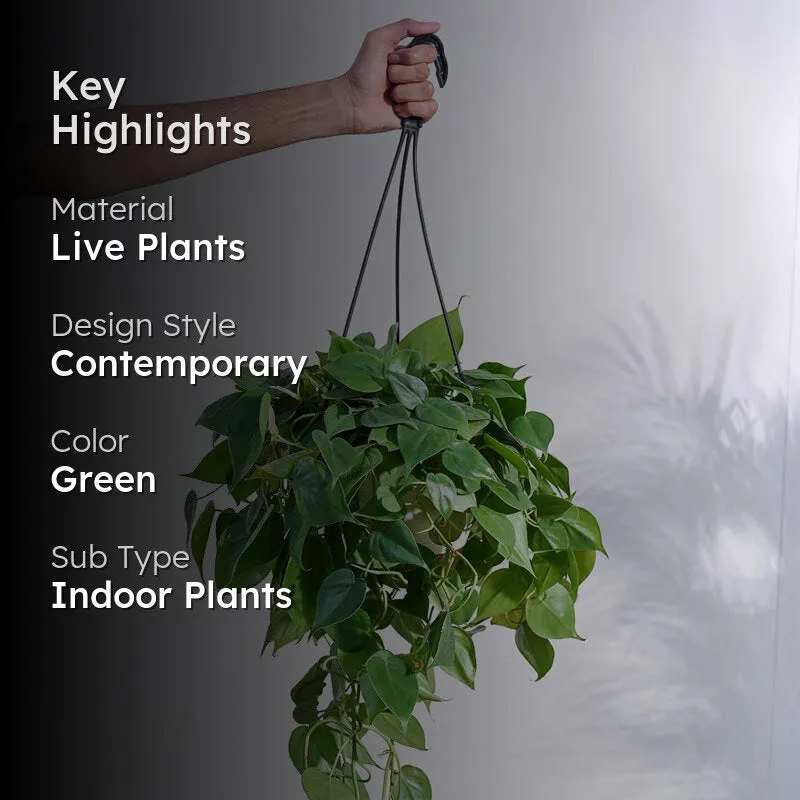 Ugaoo Philodendron Oxycardium Green With Hanging Pot media 2
