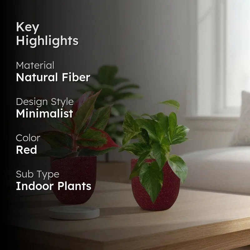 Greenkin Aglaonema & Gold King Live Plants (Red) - Set Of Two media 2