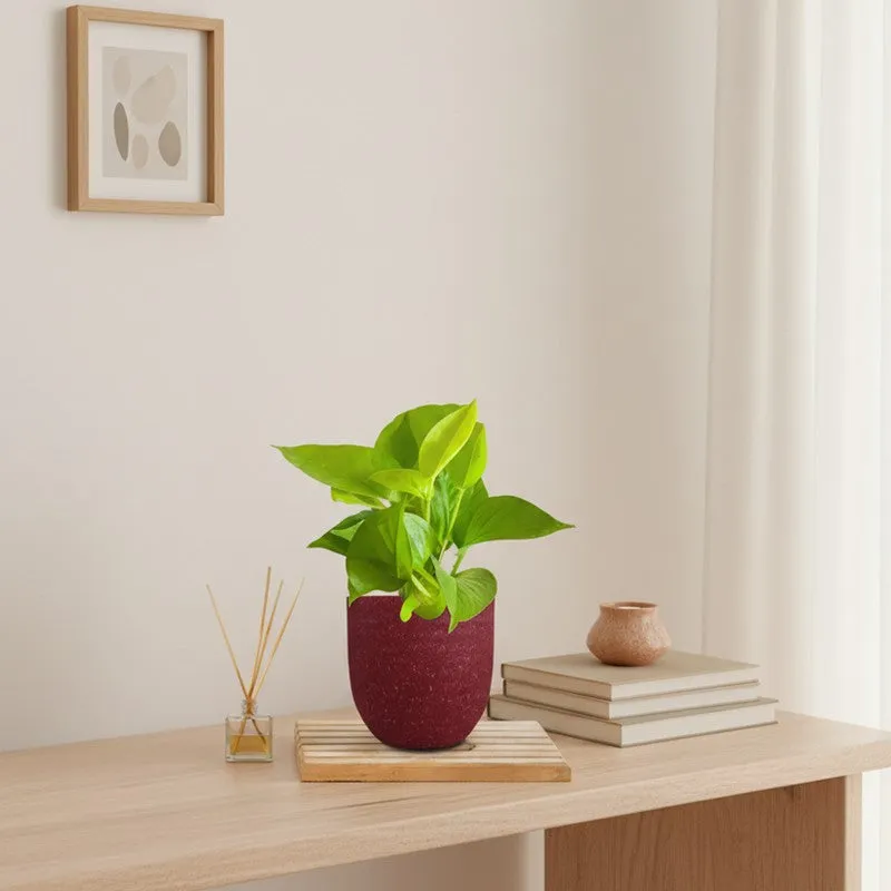 Greenkin Money Plant Golden Live Plant - Red media 1
