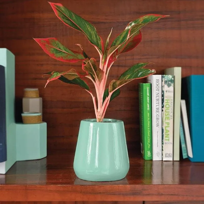 Ugaoo Tulip Fantasy Ceramic Planter (12 CM) - Aqua media 3