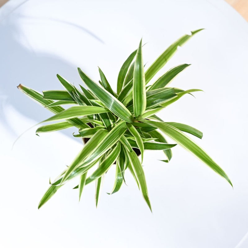 Ugaoo Spider Plant media 3