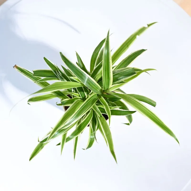 Ugaoo Spider Plant media 3