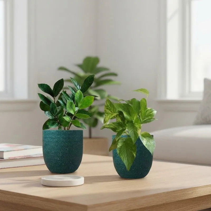 Greenkin ZZ & Gold King Live Plants (Green) - Set Of Two media 1