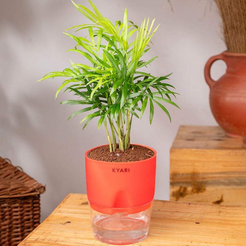 Kyari Chamaedorea Palm With Self Watering Pot (Red) - 18 cm media 4