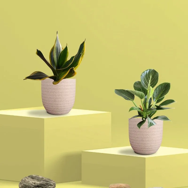 Greenkin Birkin & Golden Snake Live Plants (Ivory) - Set Of Two media 3