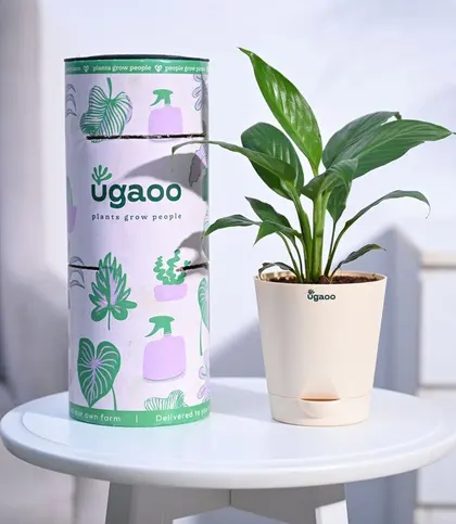 Live Plants
