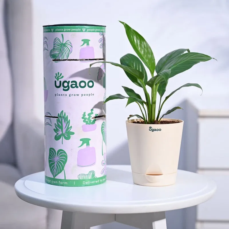 Ugaoo Peace Lily Plant- Small media 1
