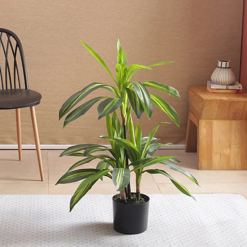 Faux Dracaena Limelight Plant With Black Plastic Pot - 2.95 ft media 3