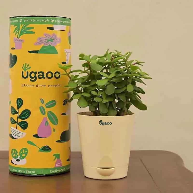 Ugaoo Jade Mini Plant- Medium media 6