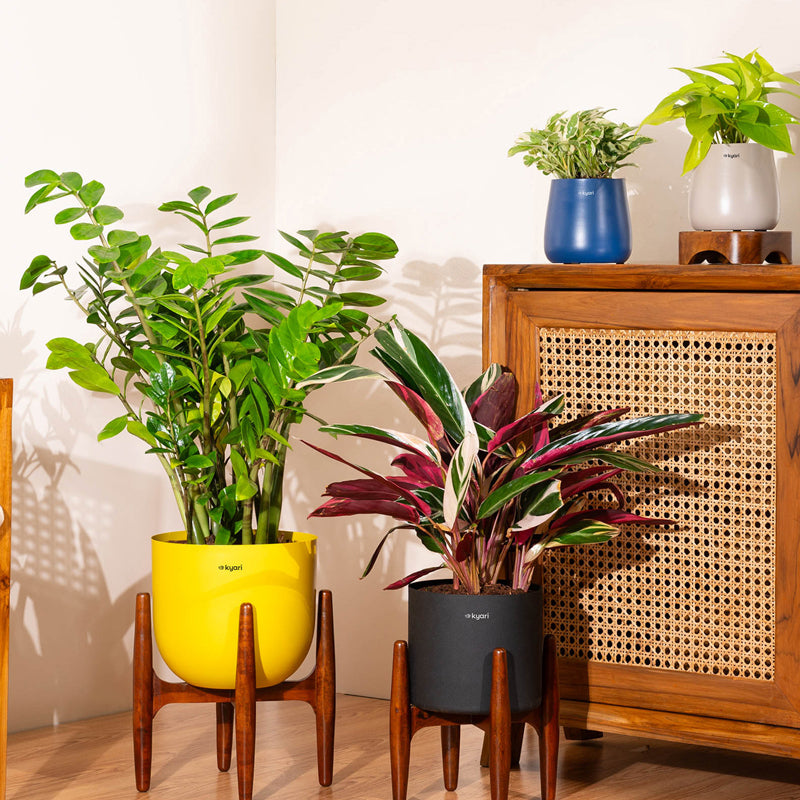 Kyari Green ZZ Plant With Metal Self Watering Pot - Black media 3