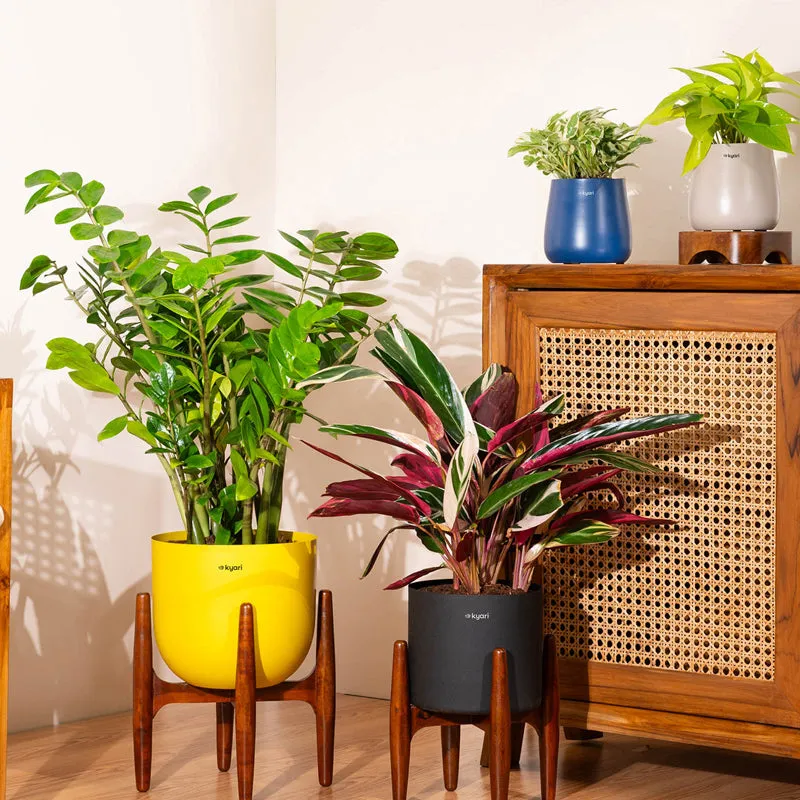 Kyari Green ZZ Plant With Metal Self Watering Pot - Black - 3
