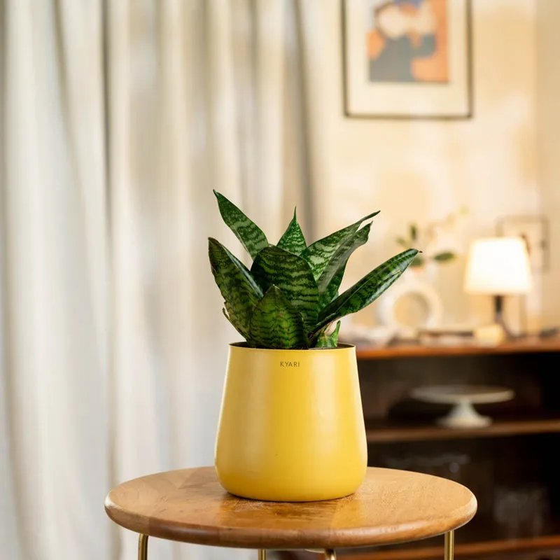 Kyari Snake Plant With Metal Self Watering Pot - Yellow media 1