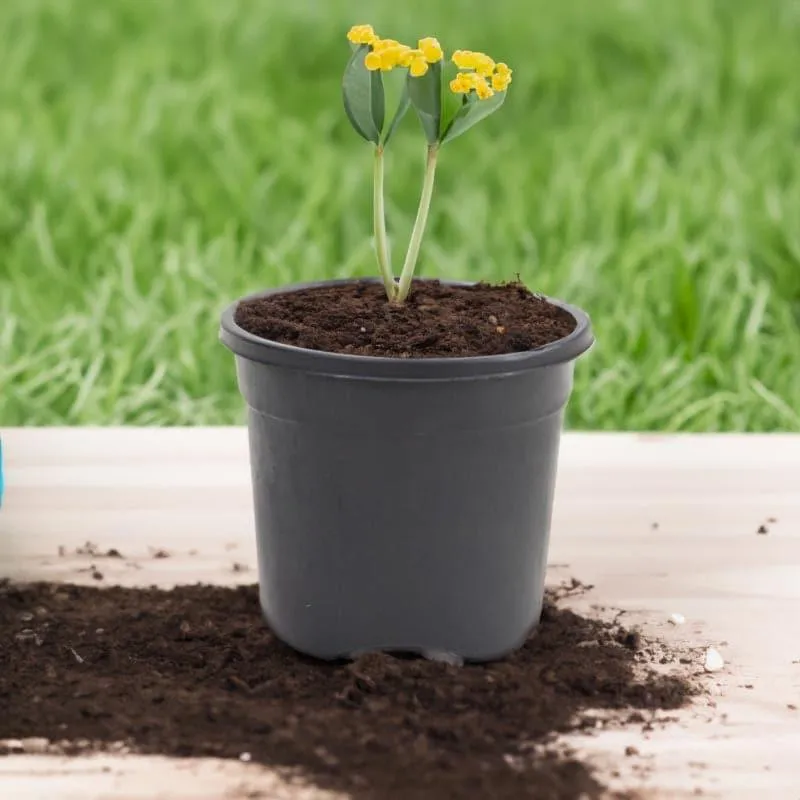 Ugaoo Garden Black Plastic Pot (9.9 CM) - Set Of Twelve media 3